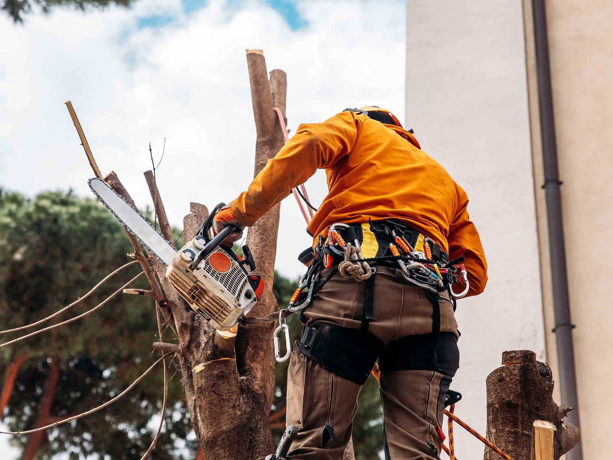 Aroborist spil vetok