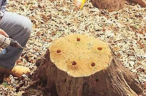 Избавиться от пня с помощью удобрений