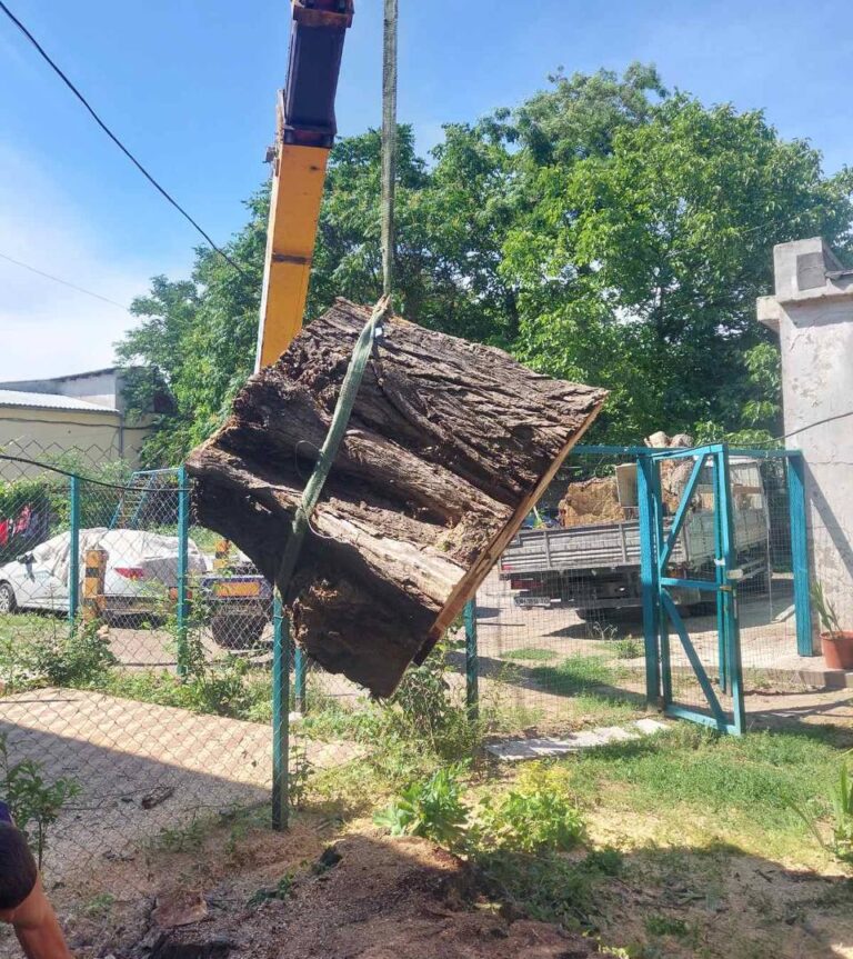 Сервис по спилу деревьев — надежное и безопасное решение для вашего дома и бизнеса