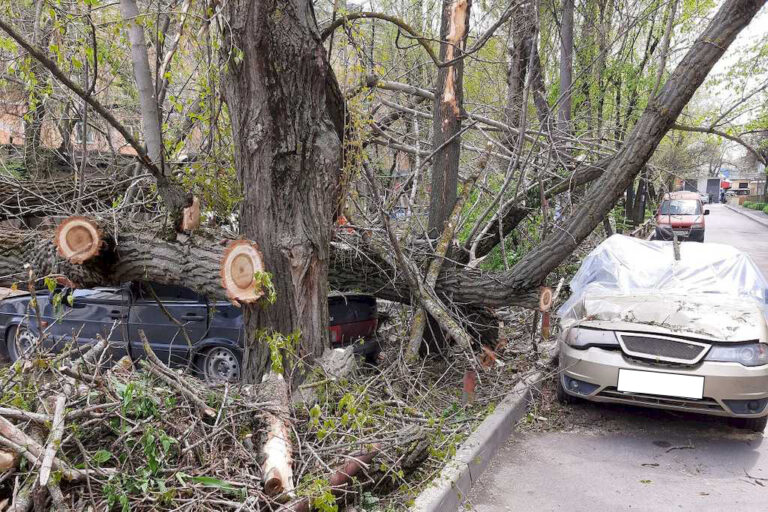 Спил деревьев: не простая задача