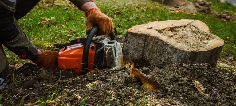 Спилить дерево в Одессе