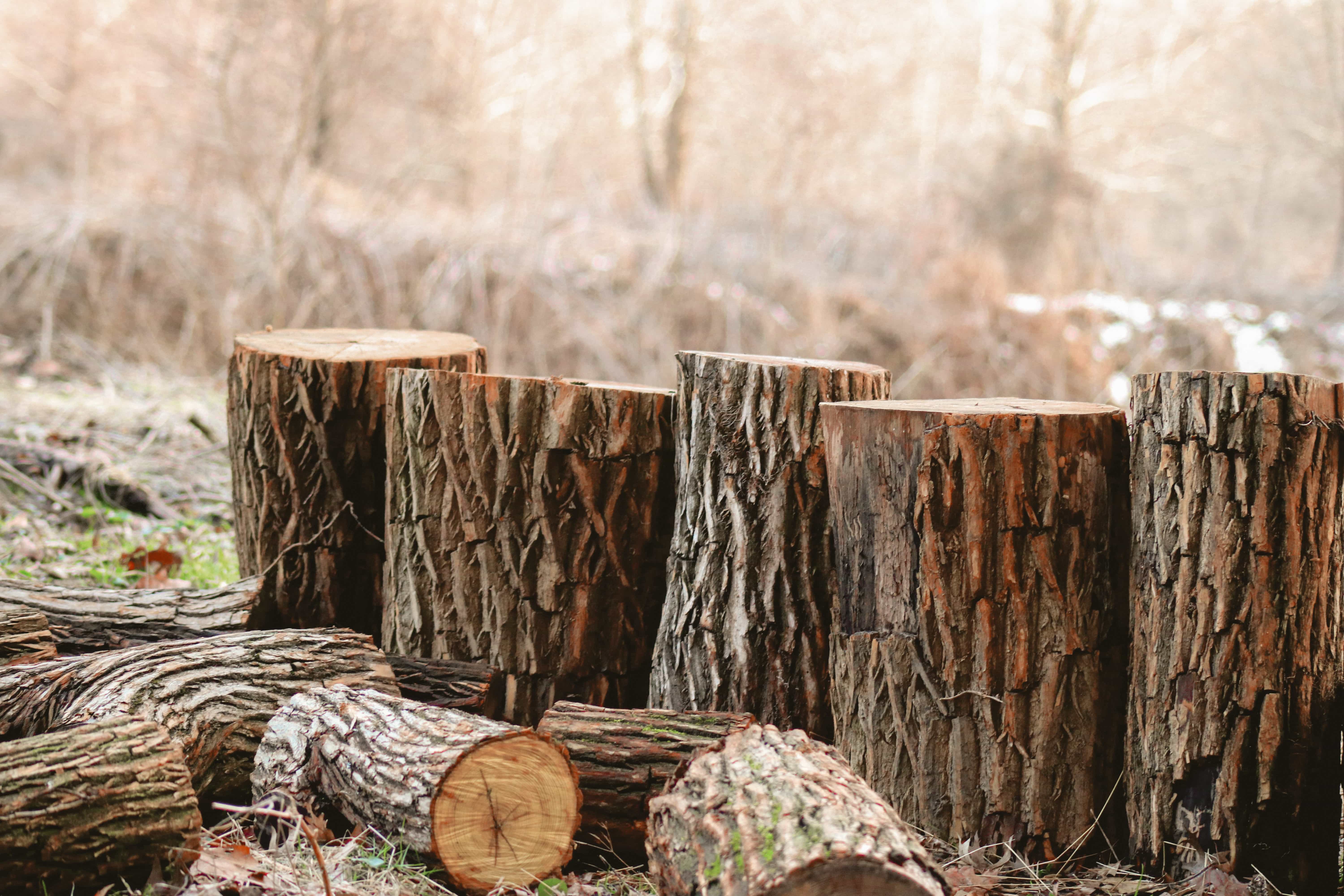 Спилить дерево в Одессе Спилить дерево в Одессе