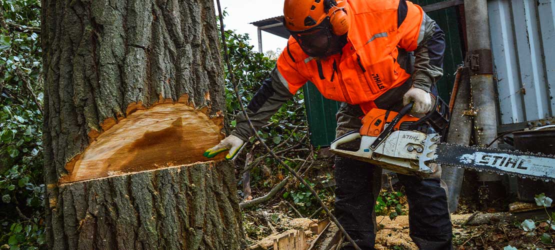 Спил деревьев любой сложности: профессиональные услуги от "Спил.укр"