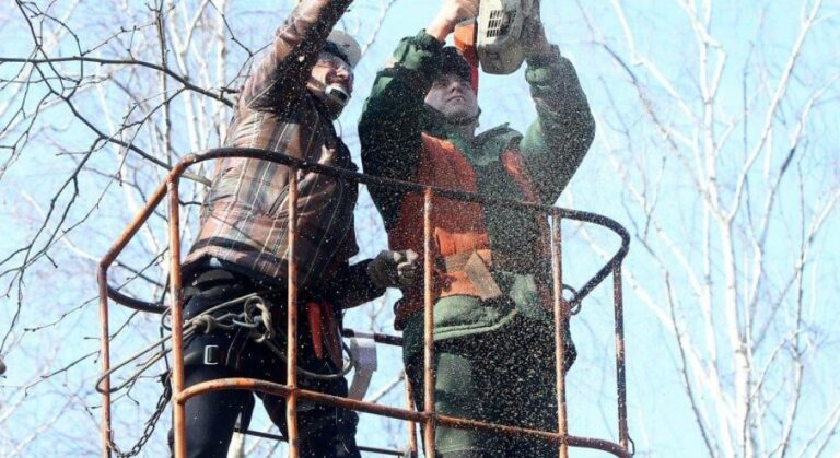 Когда лучше делать обрезку деревьям: рекомендации и советы для жителей Одессы
