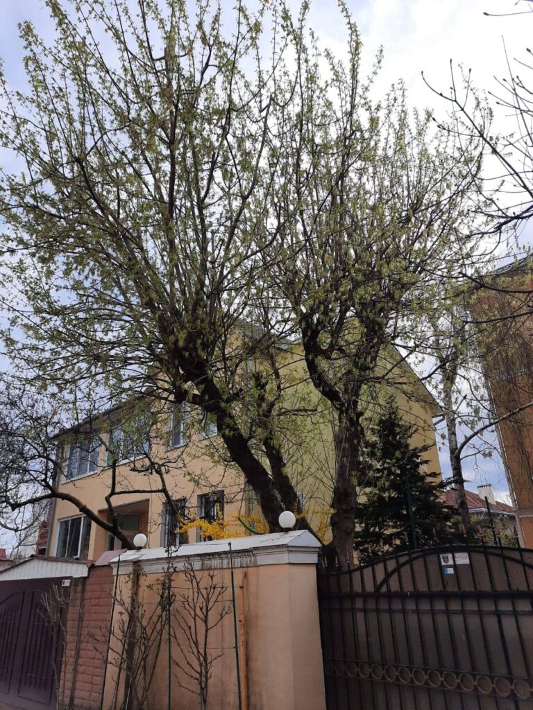 Обрезка дерева Одесса